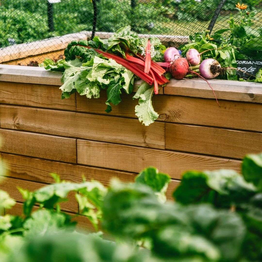 Vegetable-planter-box (1)